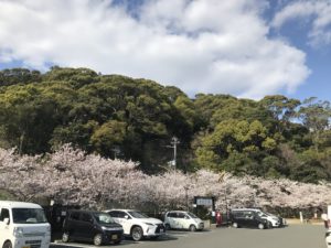 須磨寺　桜　満開　お花見　お参り