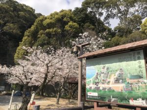 須磨寺　桜　お花見　満開