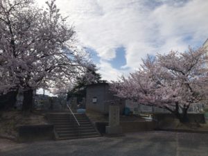 和泉墓地の桜