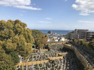 須磨寺　お墓　桜　景色