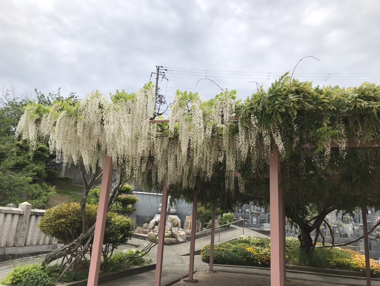 明石市魚住町の浄土宗遍照寺