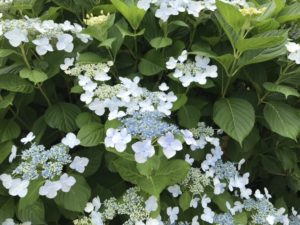 川西市満願寺の紫陽花