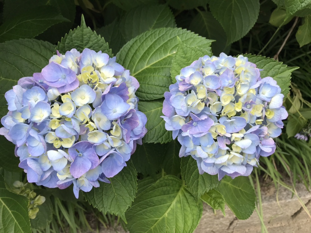 川西市満願寺の紫陽花