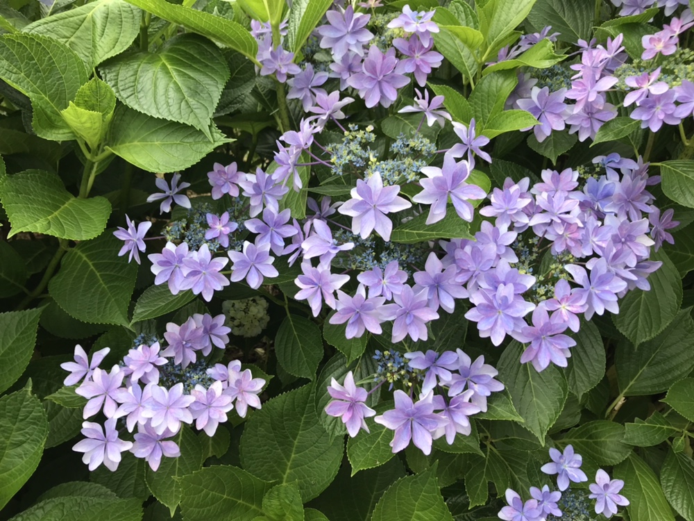 川西市満願寺の紫陽花