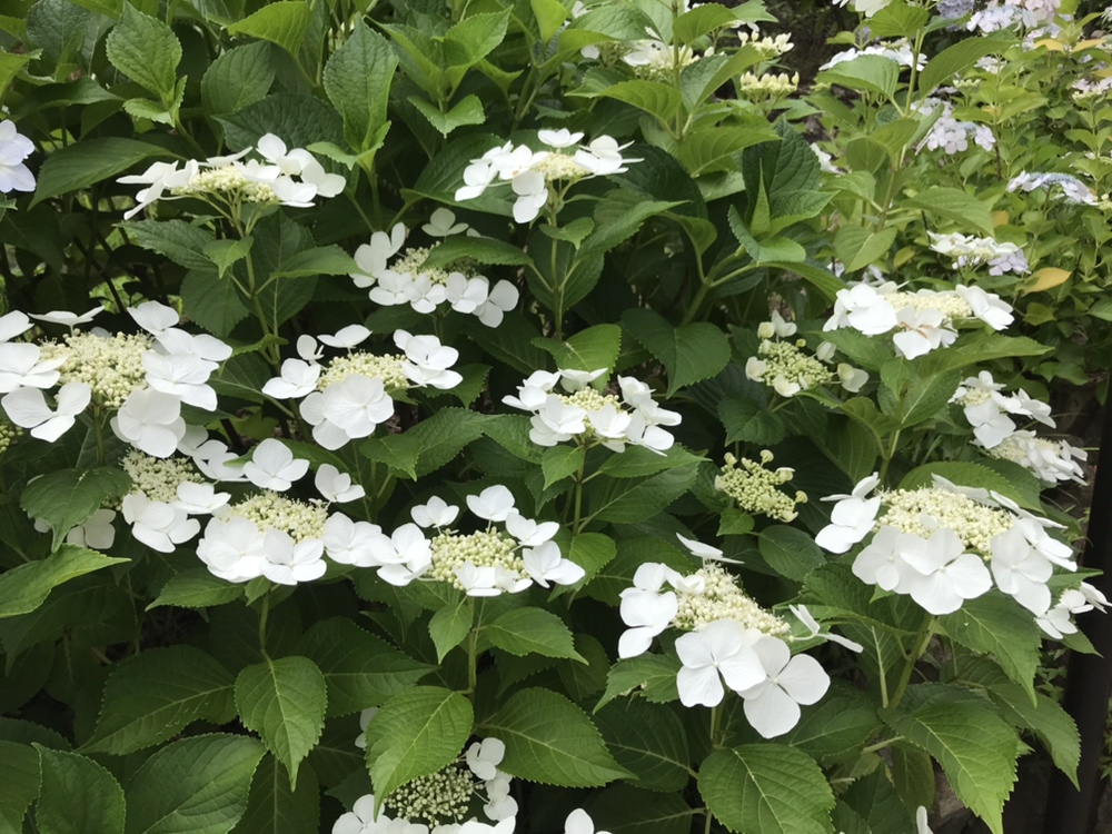 川西市満願寺の紫陽花