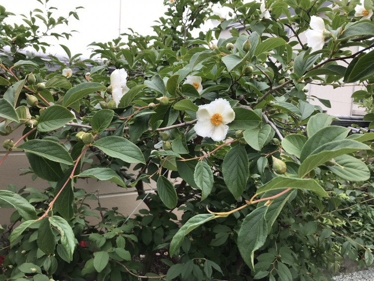 明石市観音寺の沙羅の花が見頃です。