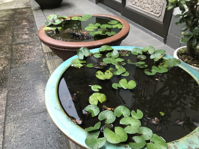 厚福寺(神戸市須磨区）の植木鉢
