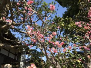 廣済寺（尼崎市）の梅がほころび始めました。