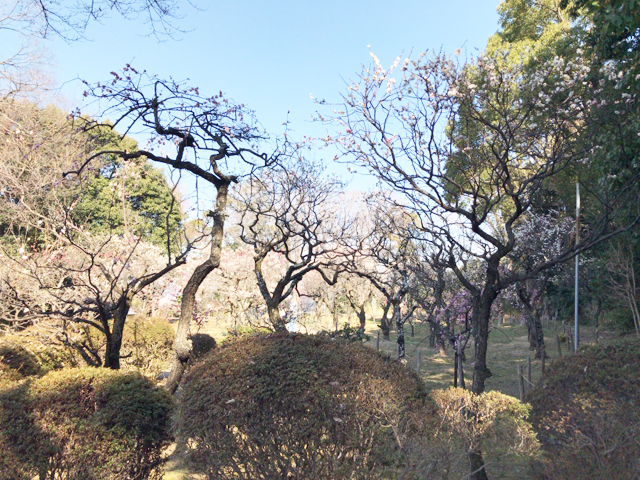 枚方市の意賀美神社
