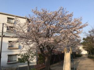 満池谷墓地（西宮市）近くの桜。満開宣言！21.3.26