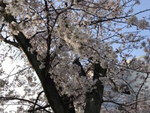 満池谷墓地（西宮市）近くの桜。満開宣言！21.3.26