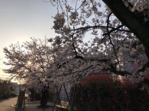 満池谷墓地（西宮市）近くの桜。満開宣言！21.3.26