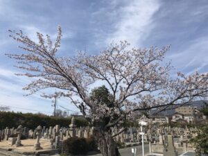 満池谷墓地（西宮市）でご納骨式でした。21.3.27