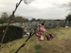 神戸市立舞子墓園（神戸市垂水区）にて雨の納骨式。雨の桜もまた良き。21.3.28