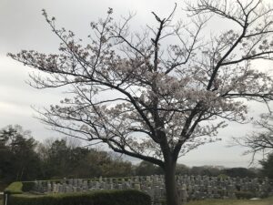 神戸市立舞子墓園（神戸市垂水区）にて雨の納骨式。雨の桜もまた良き。21.3.28