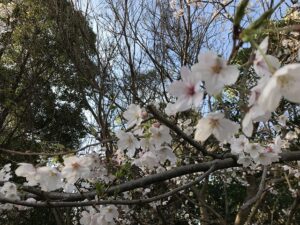 21.3.27_大聖寺さんの納骨堂（神戸市垂水区舞子墓園内）桜が咲いています。