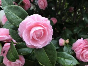 宝泉寺（宝塚市）のオトメツバキ。.21.3.7