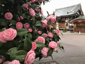 宝泉寺（宝塚市）のオトメツバキ。.21.3.7