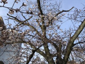 満池谷墓地（西宮市）近くの公園の桜。21.3.20