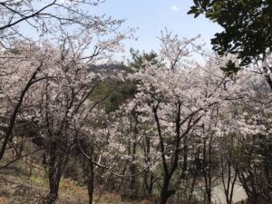 宝塚市営長尾山霊園で桜の花が咲いていました。21.3.26