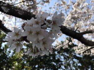 宝塚市営長尾山霊園で桜の花が咲いていました。21.3.26