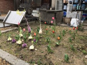 善通寺境内墓地（尼崎市）で咲く春の花、チューリップ21.3.25