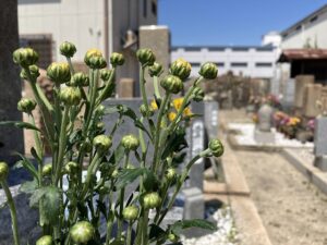 21.4.11_高松墓地（神戸市兵庫区）のお供えのお花が綺麗です。