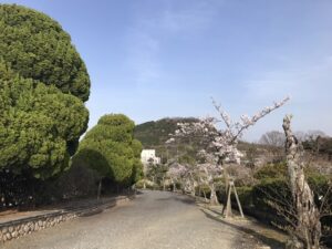 21.4.1_西宮市営甲山墓園の桜。