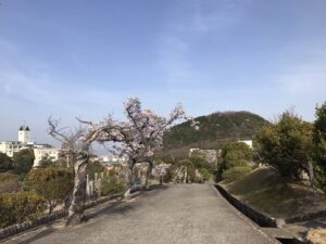 21.4.1_西宮市営甲山墓園の桜。