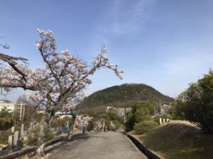 21.4.1_西宮市営甲山墓園の桜。