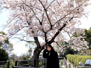芦屋市霊園の桜と、神戸支店で研修中の水関です。