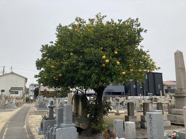 上鳴尾墓地（西宮市）のお墓