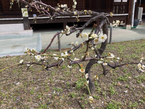 善通寺境内墓地（尼崎市）の梅