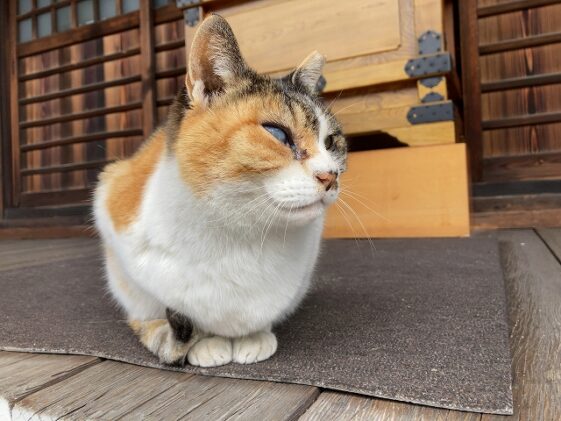 善通寺境内墓地（尼崎市）にいた猫