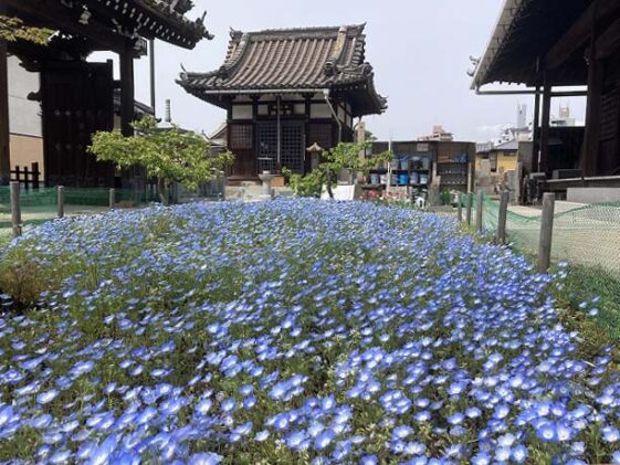 善通寺境内墓地（尼崎市）のお墓