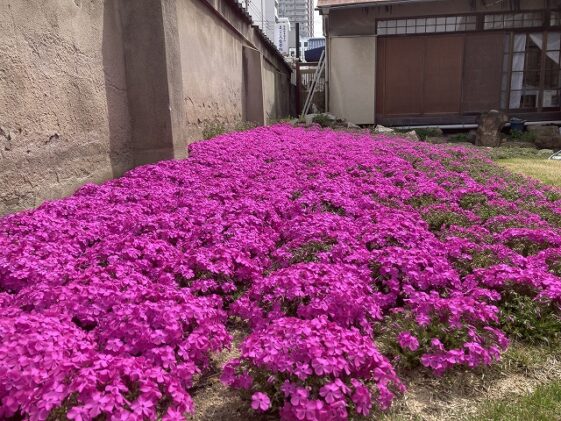 善通寺境内墓地（尼崎市）のお墓