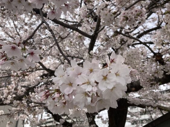 加茂共同墓地（川西市）のお墓