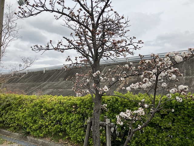 西宮市立上田墓地（西宮市）のお墓
