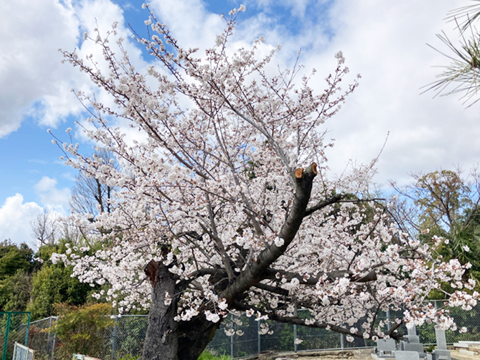 印田墓地（枚方市）