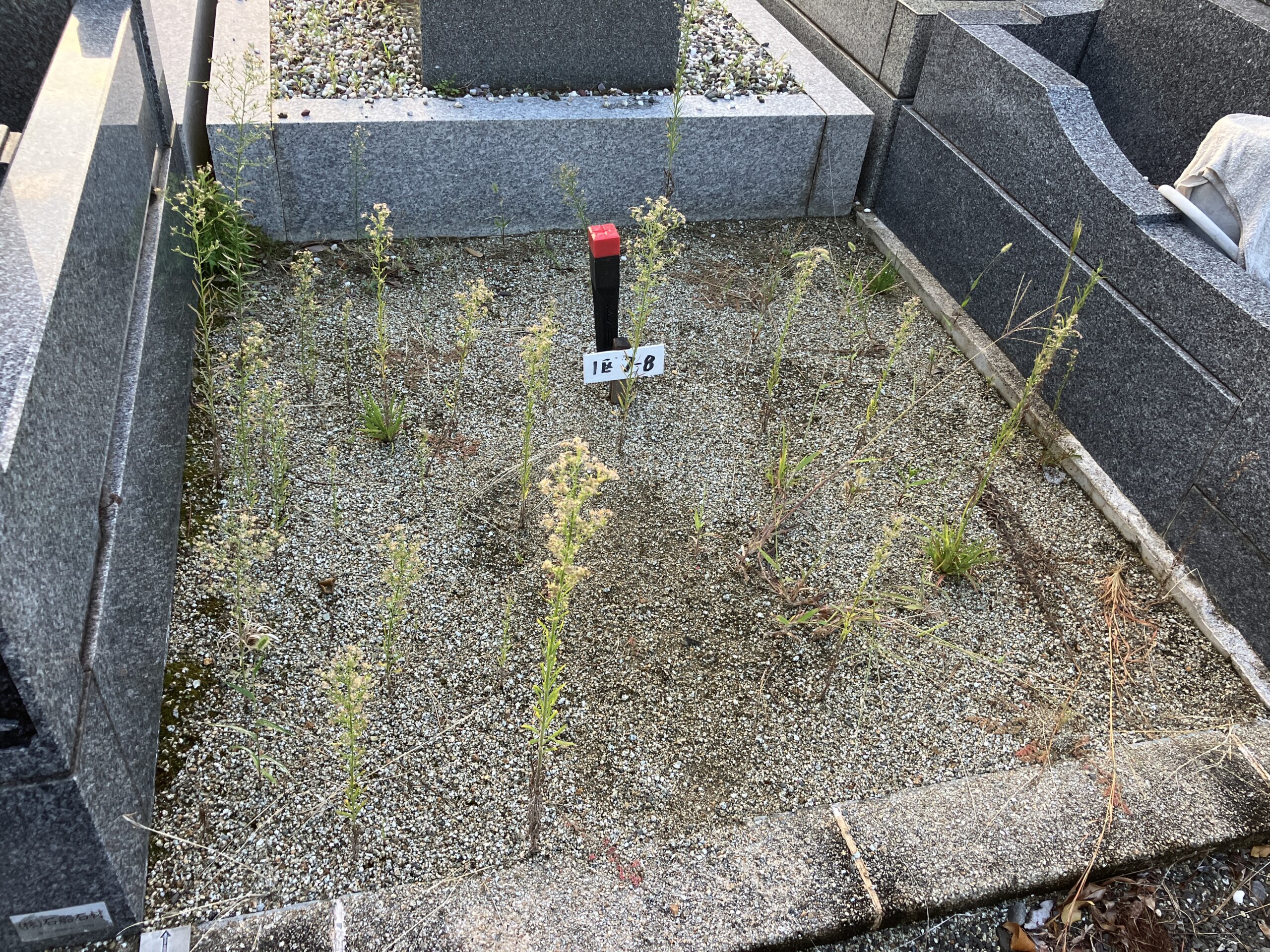 令和7年　泉佐野公園墓地　募集区画