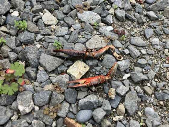 下坂部霊園（尼崎市）のお墓